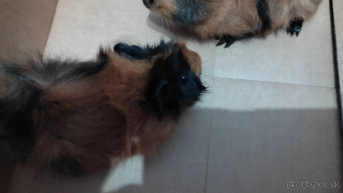 Morské prasiatka - 4