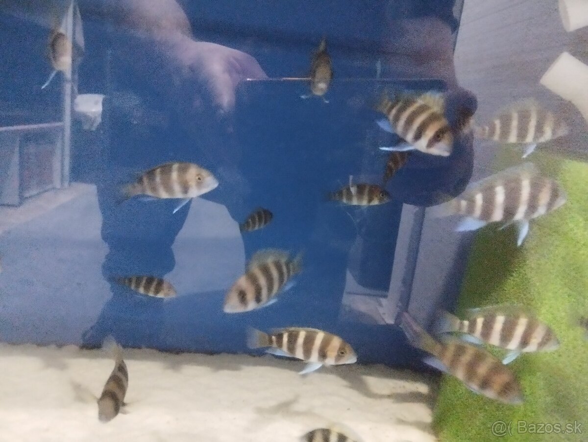 Cyphotilapia Frontoza Burundi - 4