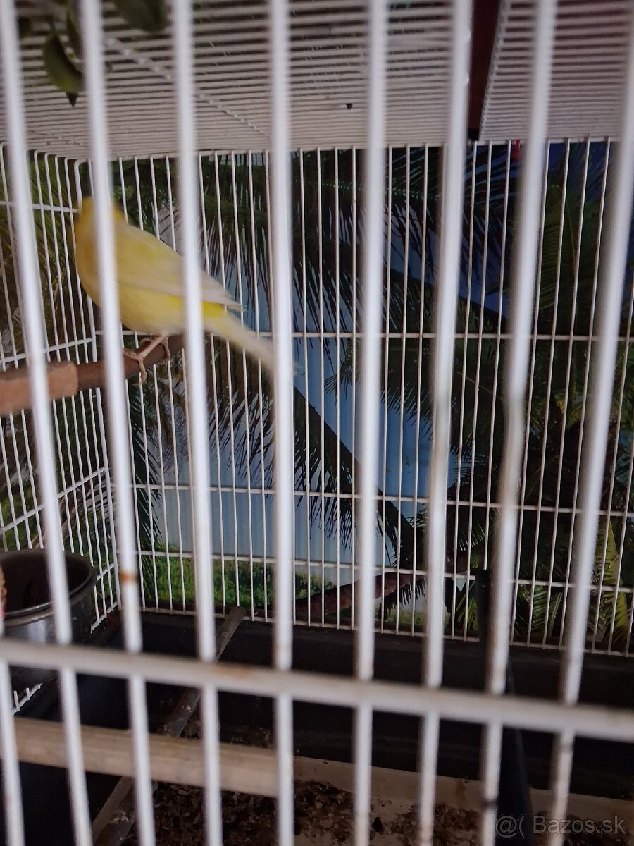 Kanariky predaj - 4