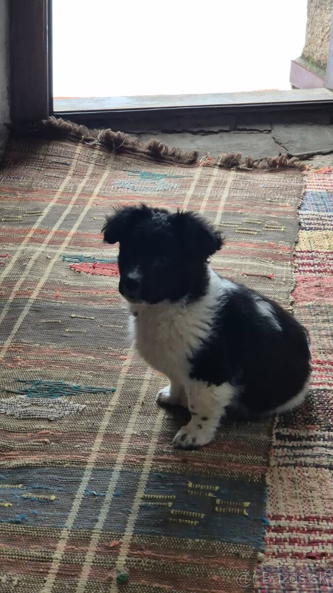 Darujem šteniatka - 4