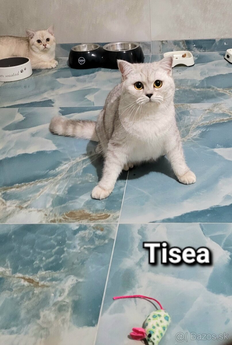 Škótske mačiatka s PP/F.TICA 25 - 4