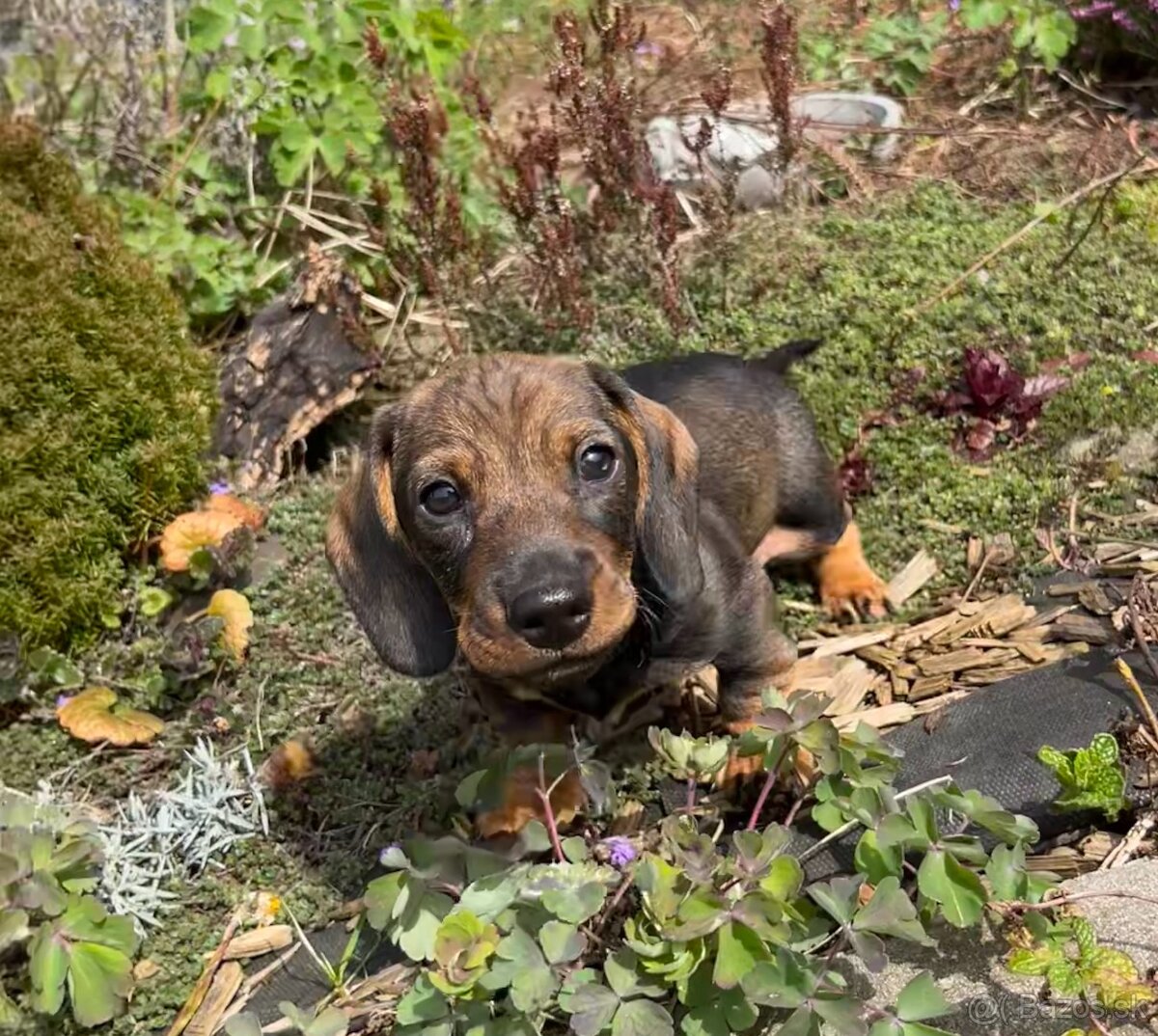 Jezevčík drsnosrstý trpasličí/králičí - 4