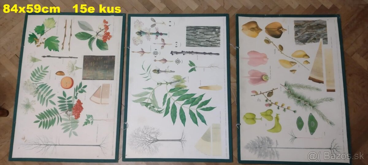 staré školské tabule/plagáty raslín-stromov-zvierat - 4