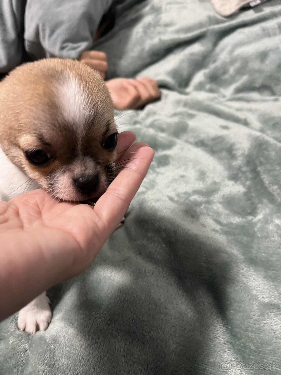 Čivava kratkosrstá - 4