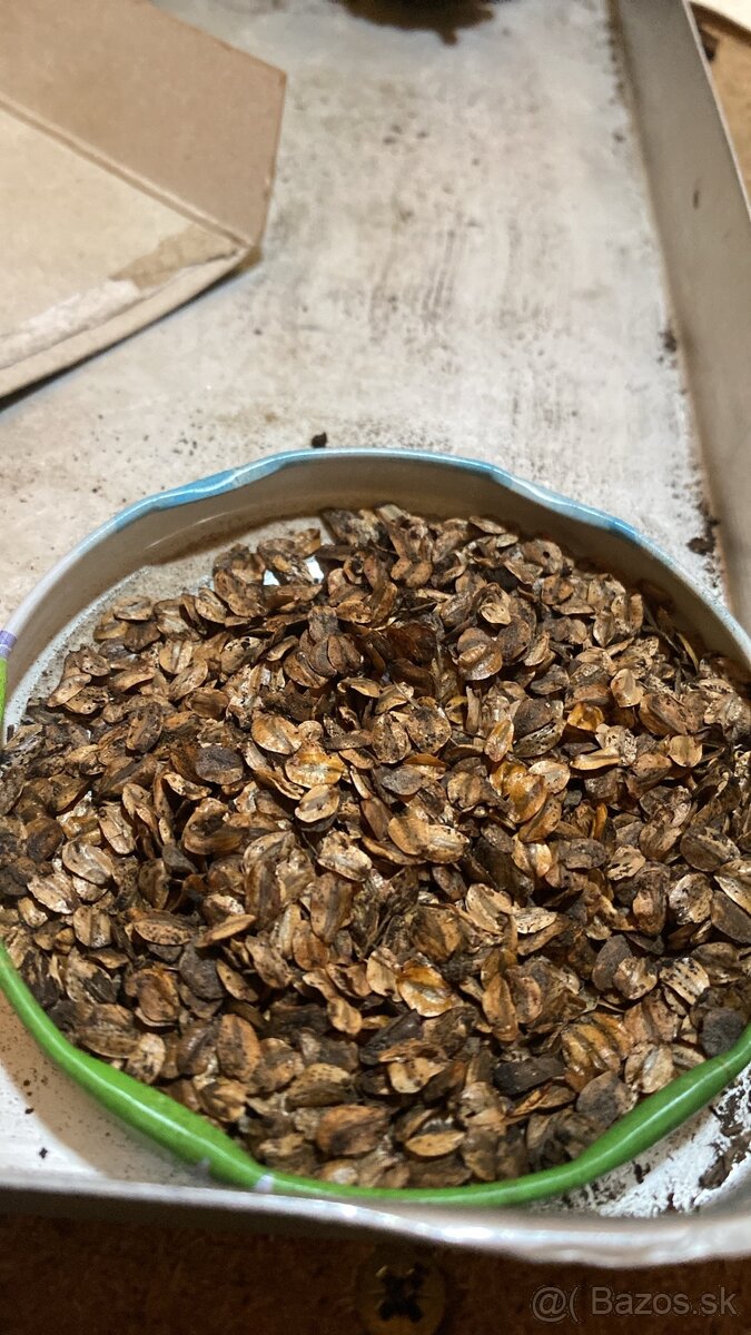 Sekvojovec Mamutí - semienka, šišky - 4