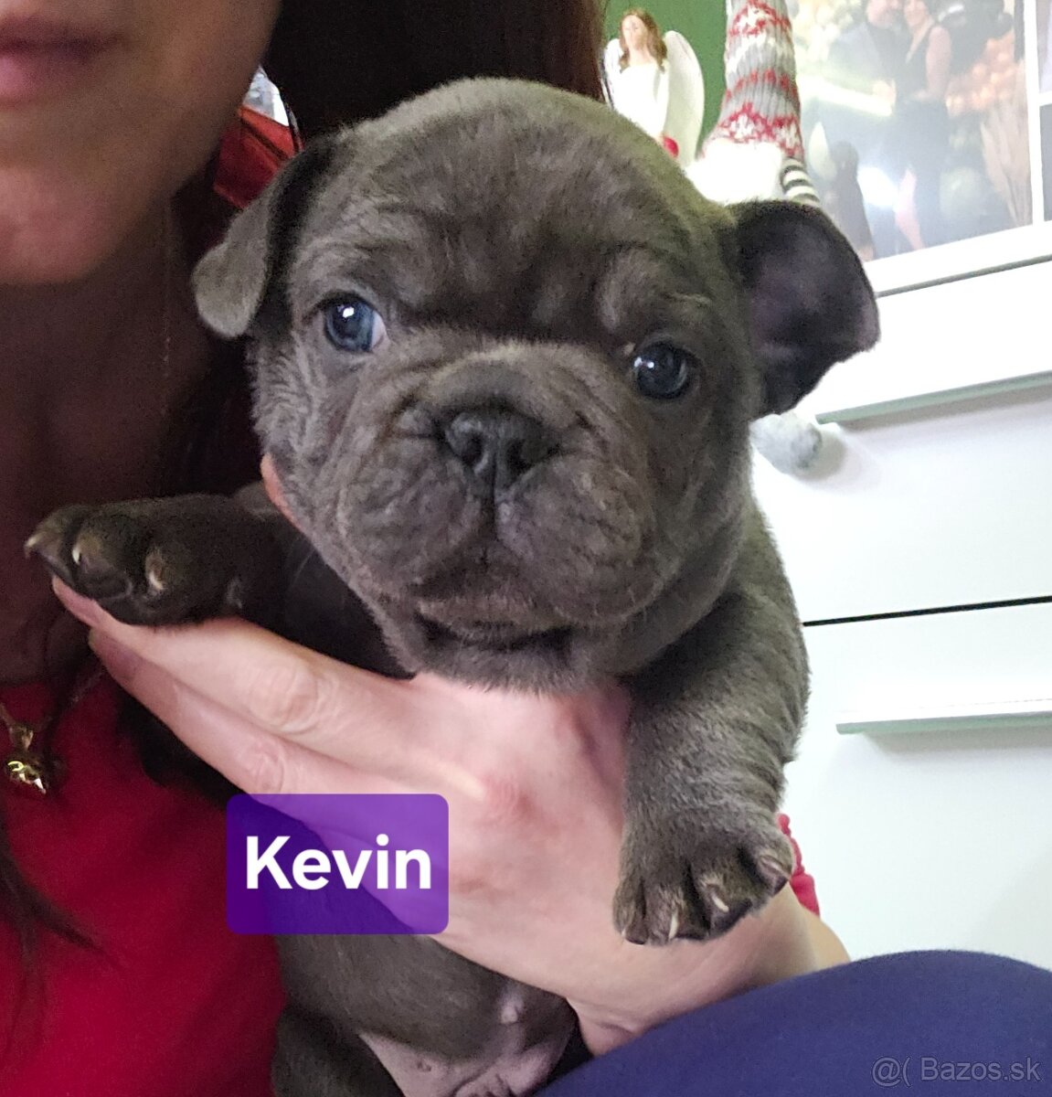 Francúzský buldoček - 4