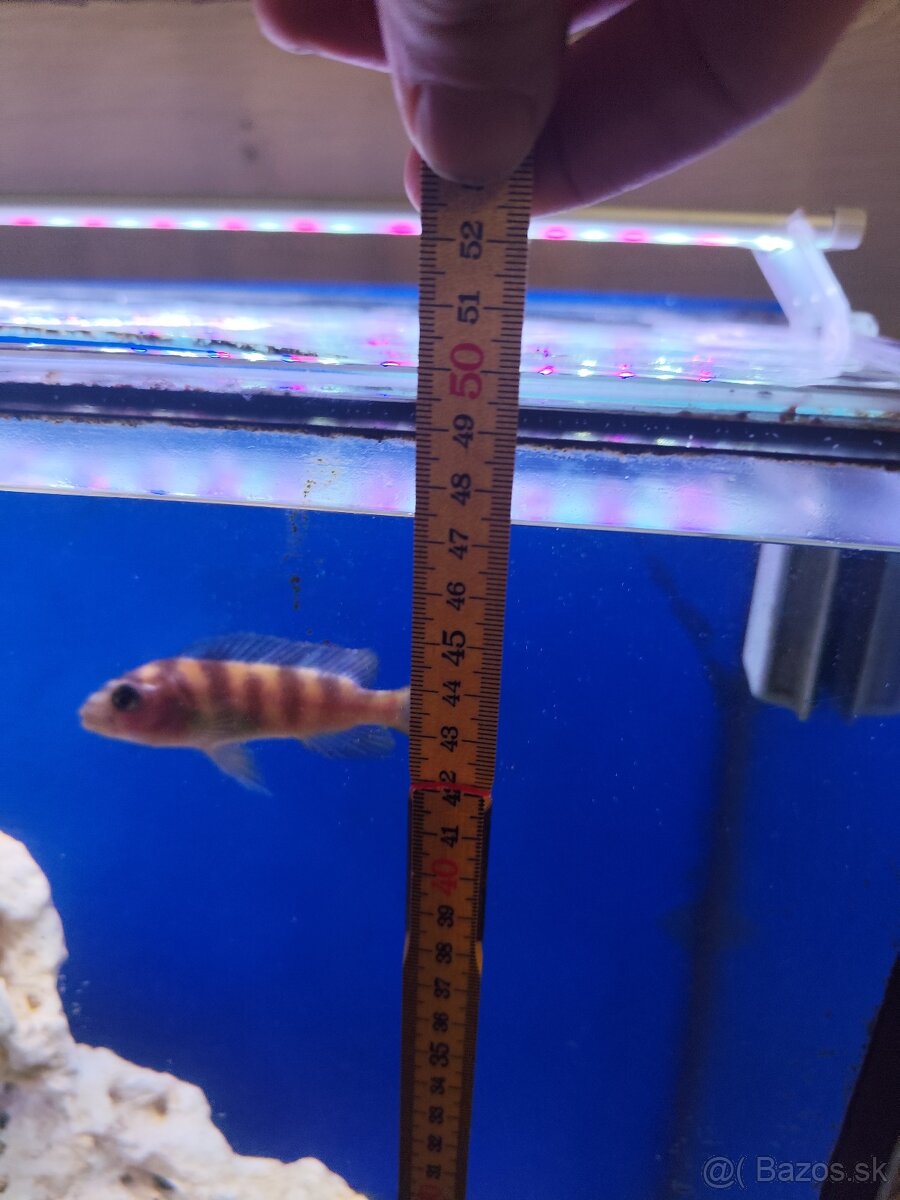 Predám akvárium - 4