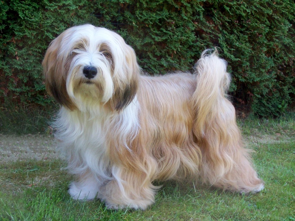 Tibetský teriér s PP - štěňata - 4