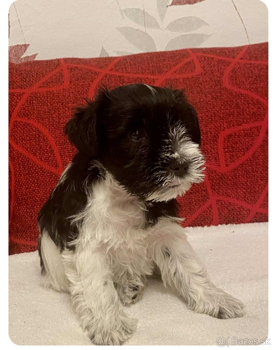 Americký parti knírač malý s PP - 4