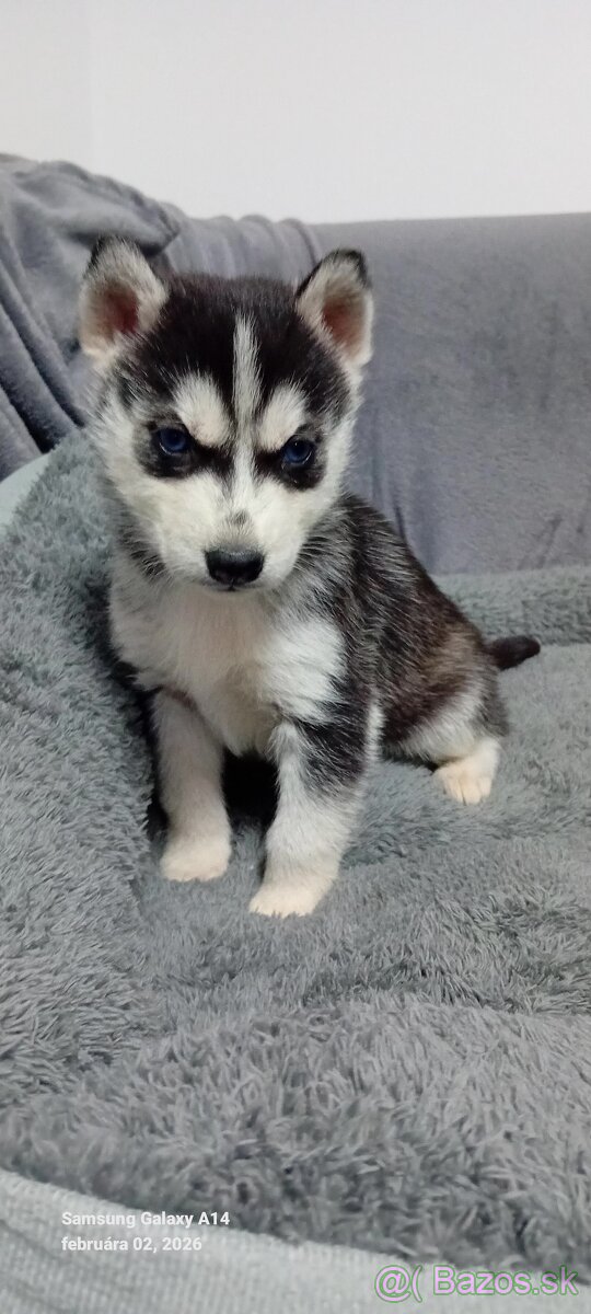 Sibirsky husky šteniatko fenka - 4