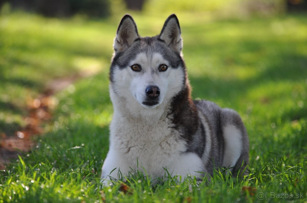 Šteniatka Husky s PP - 4