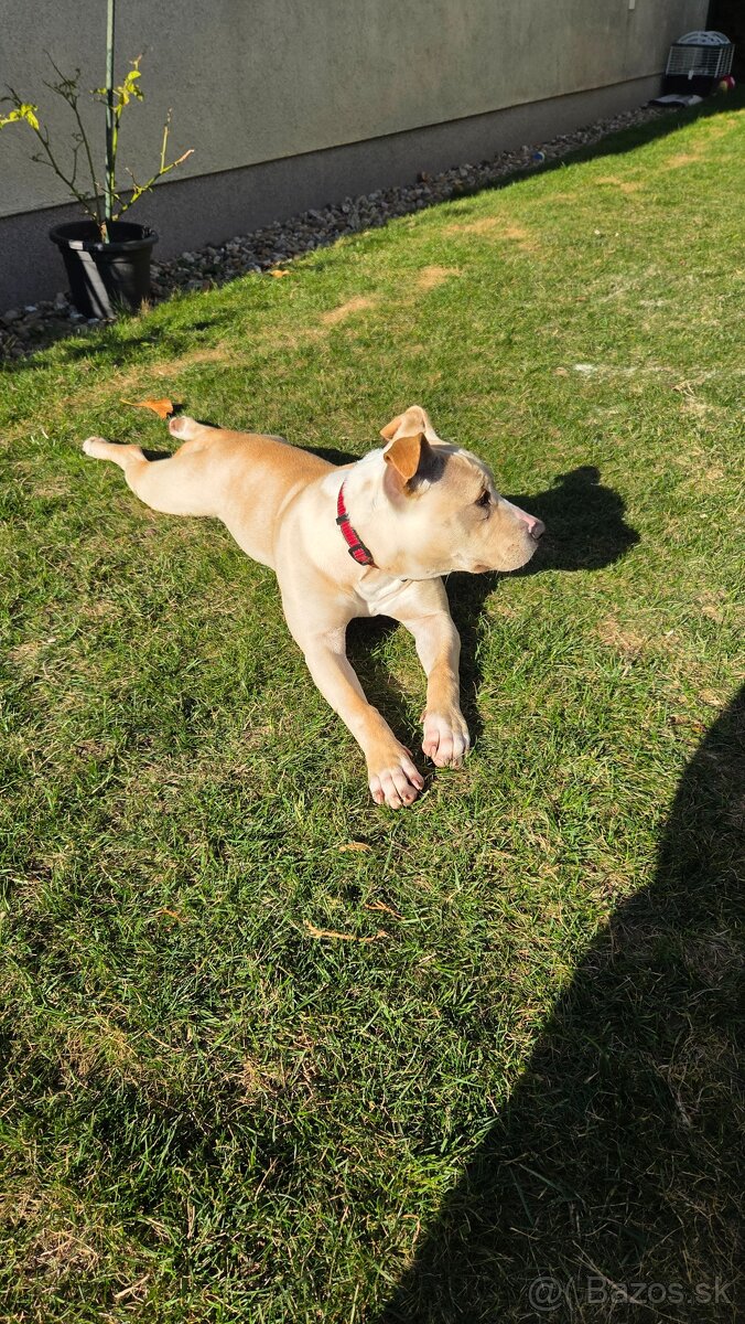 Americky Pitbulterier - 4