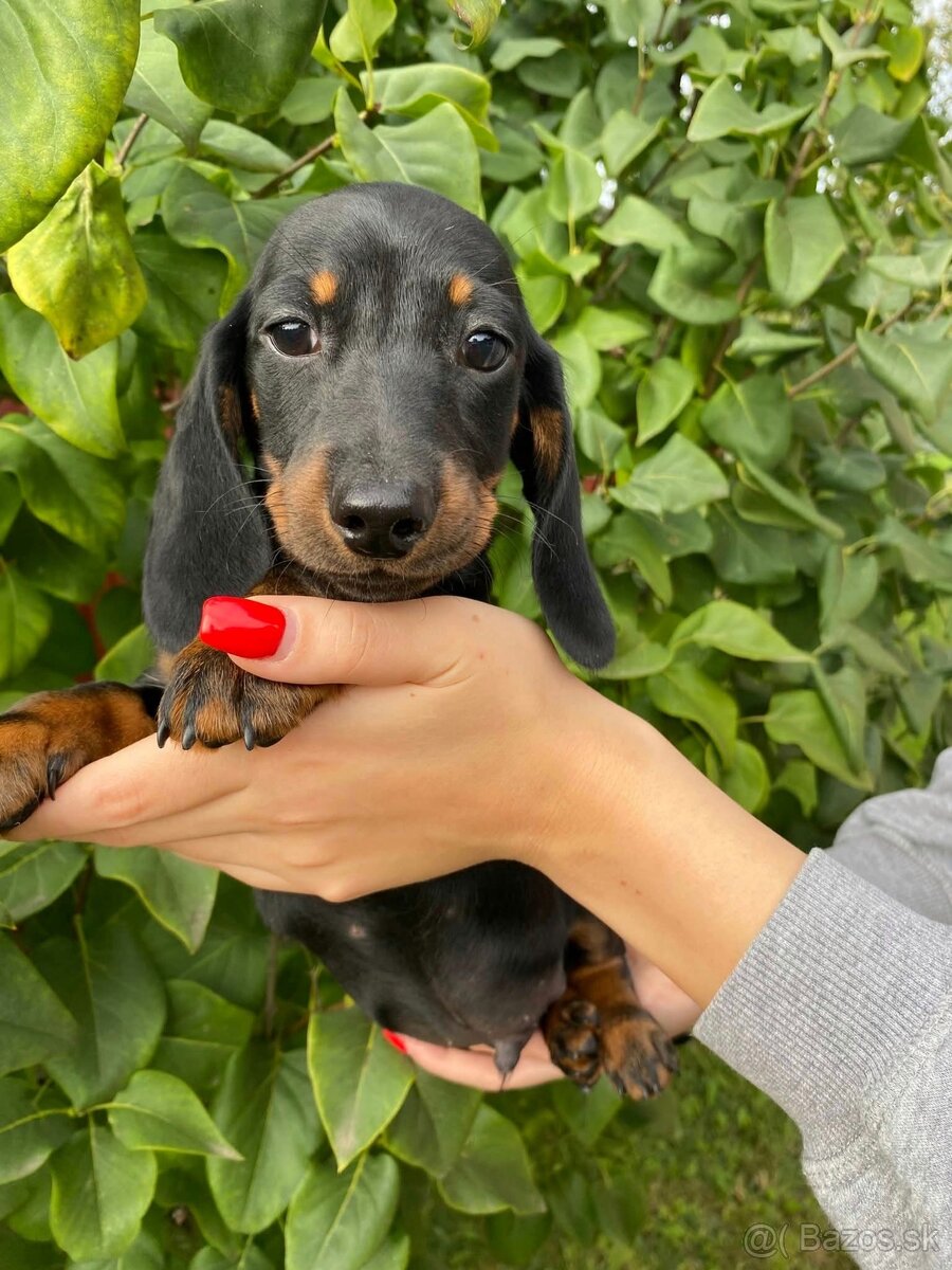 Jazvečík trpasličí s PP - 4