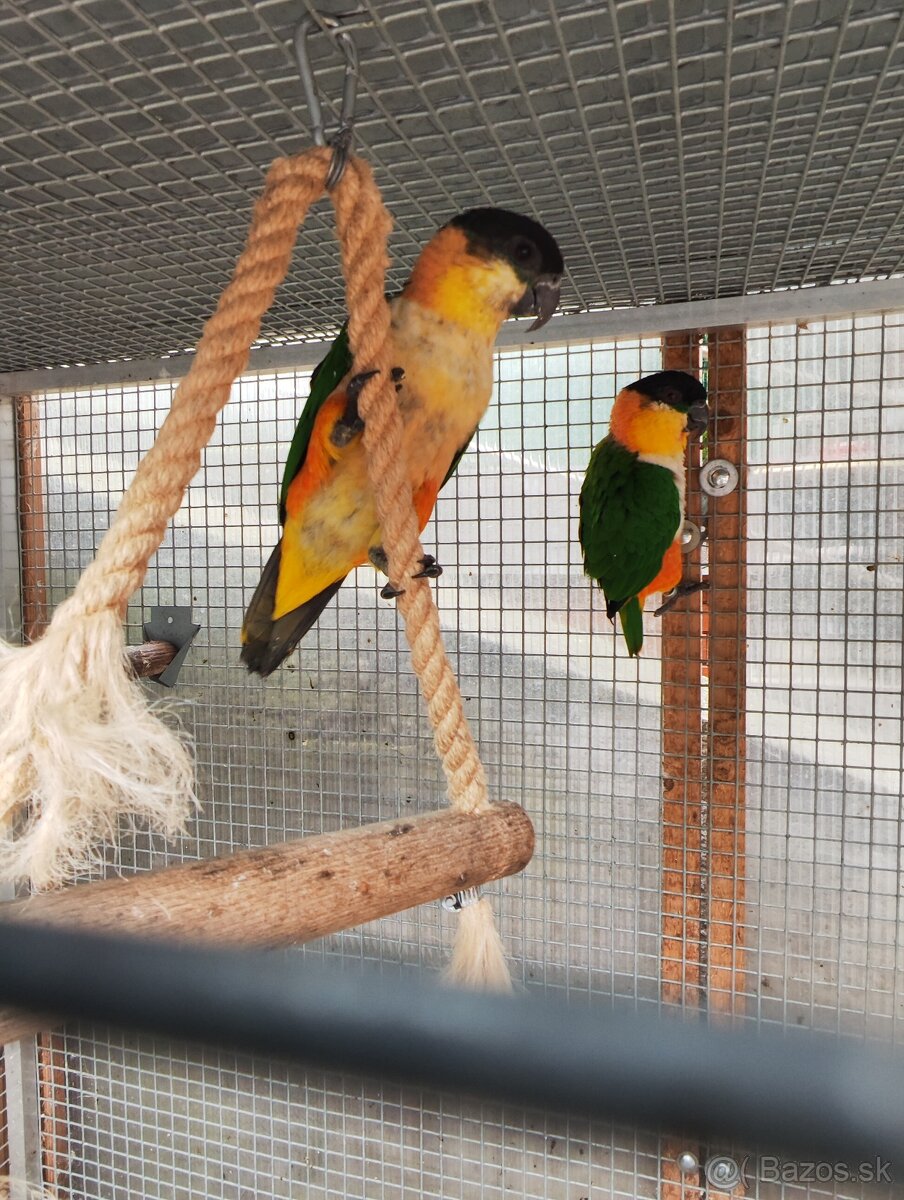 Amazónik čiernotemenný - mladý samec r. 2025 - 4