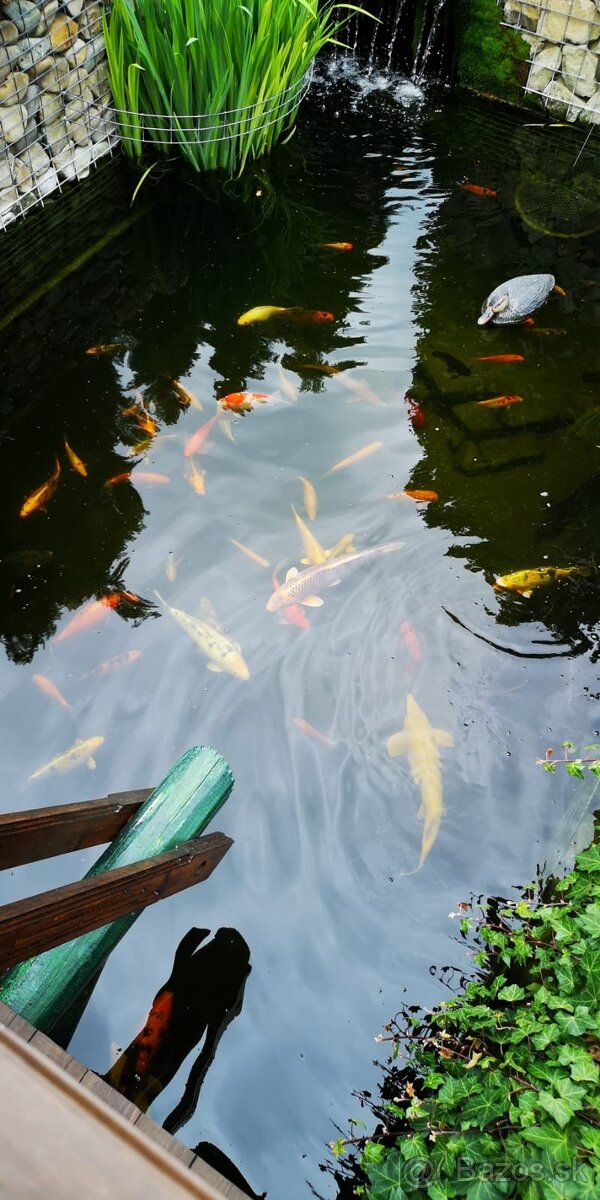 Koi kapor - ✅Koi kapre✅ - 4