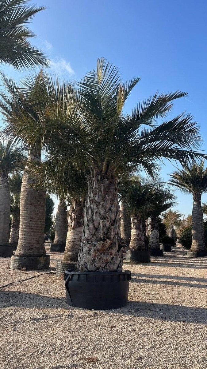 Stredomorské rastliny a palmy - 4