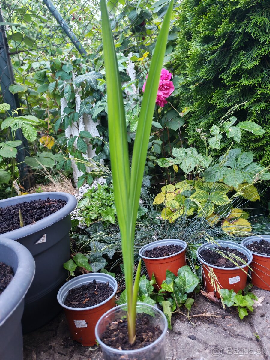 Nana atom, Pávia orchidea, ismena - 4