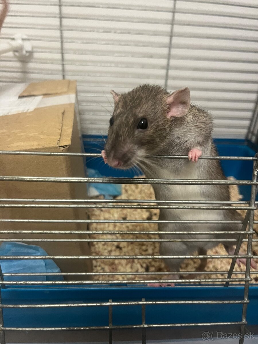 Predám potkany - 4