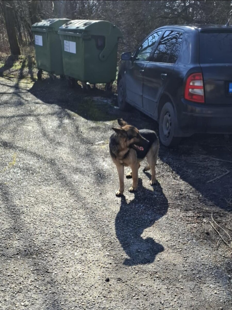 Darujem nemeckèho ovčiaka - 4