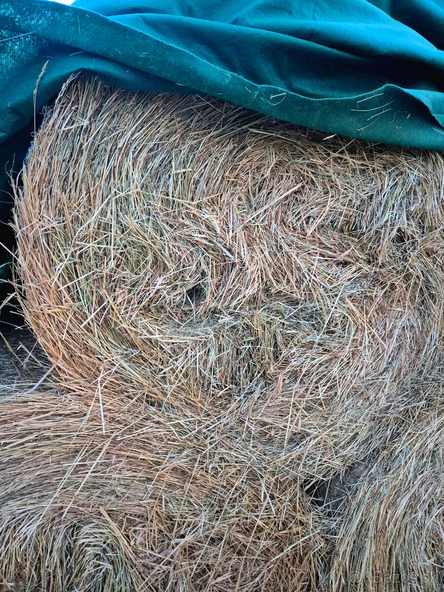 seno okrúhle balíky 130x130 - 4