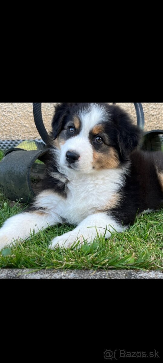 Austrálsky ovčiak - fenka - 4