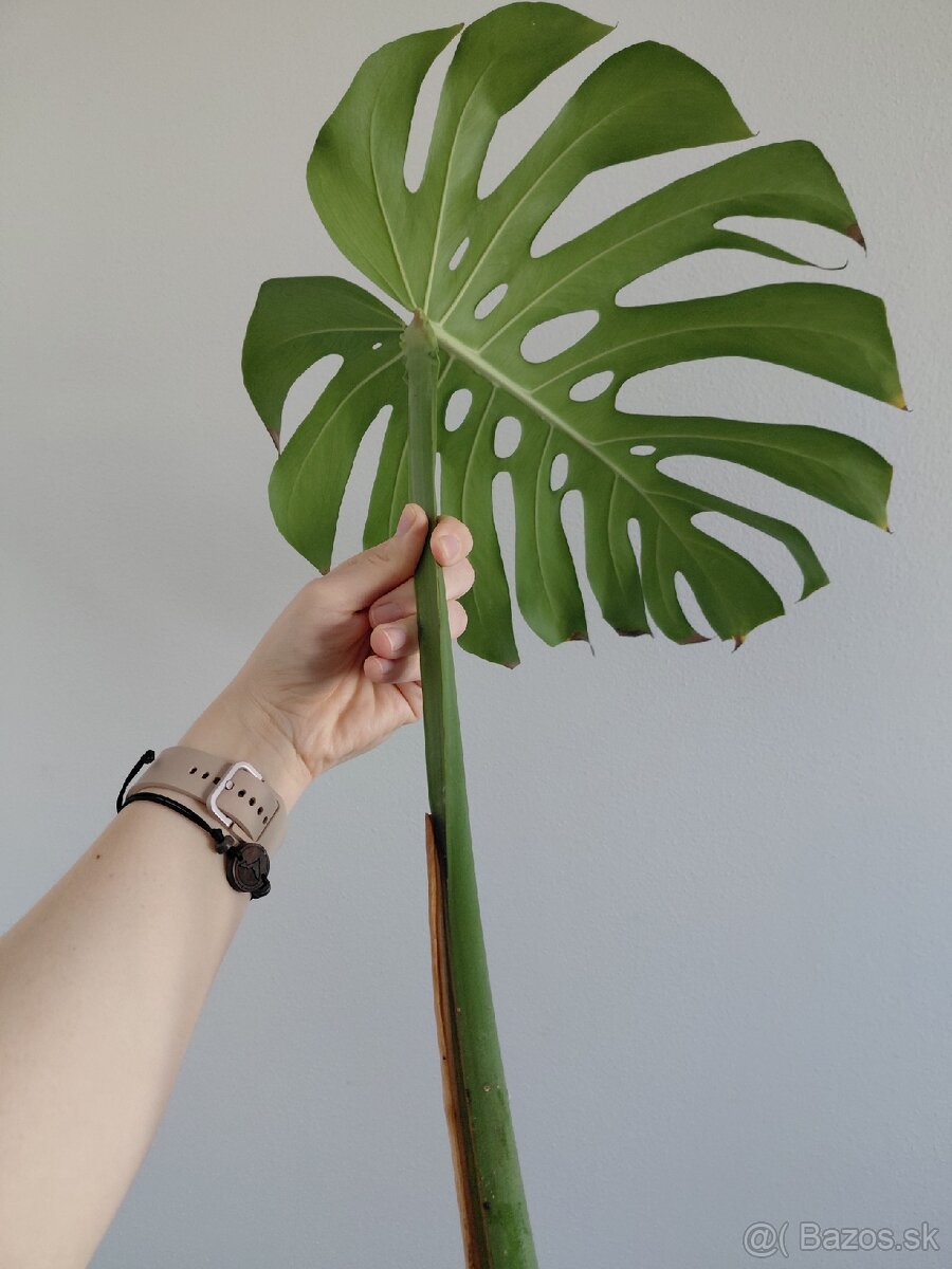 Odrezok monstera deliciosa (2) - 4