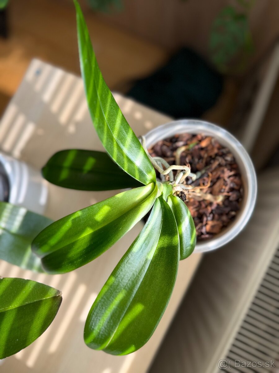 Zbierka orchideí - 4