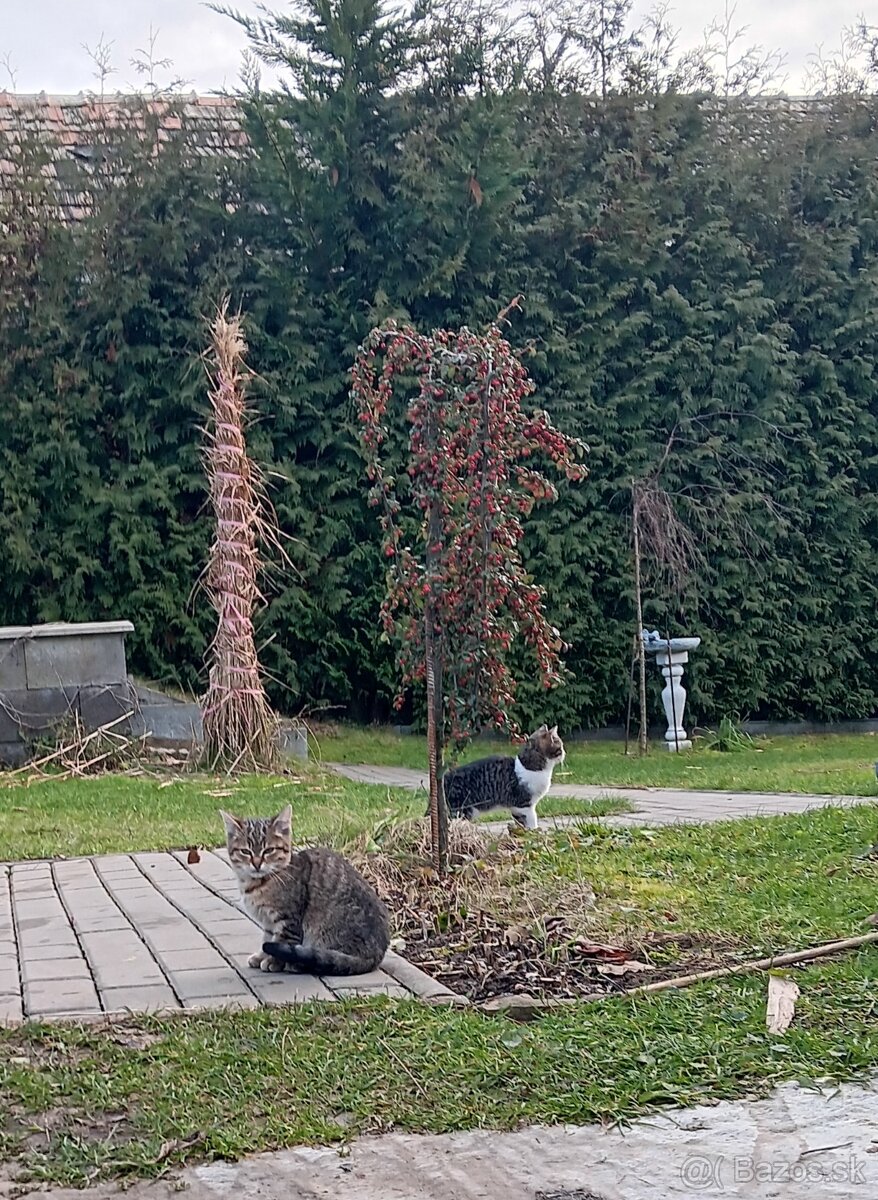 Darujem mačiatka - 4