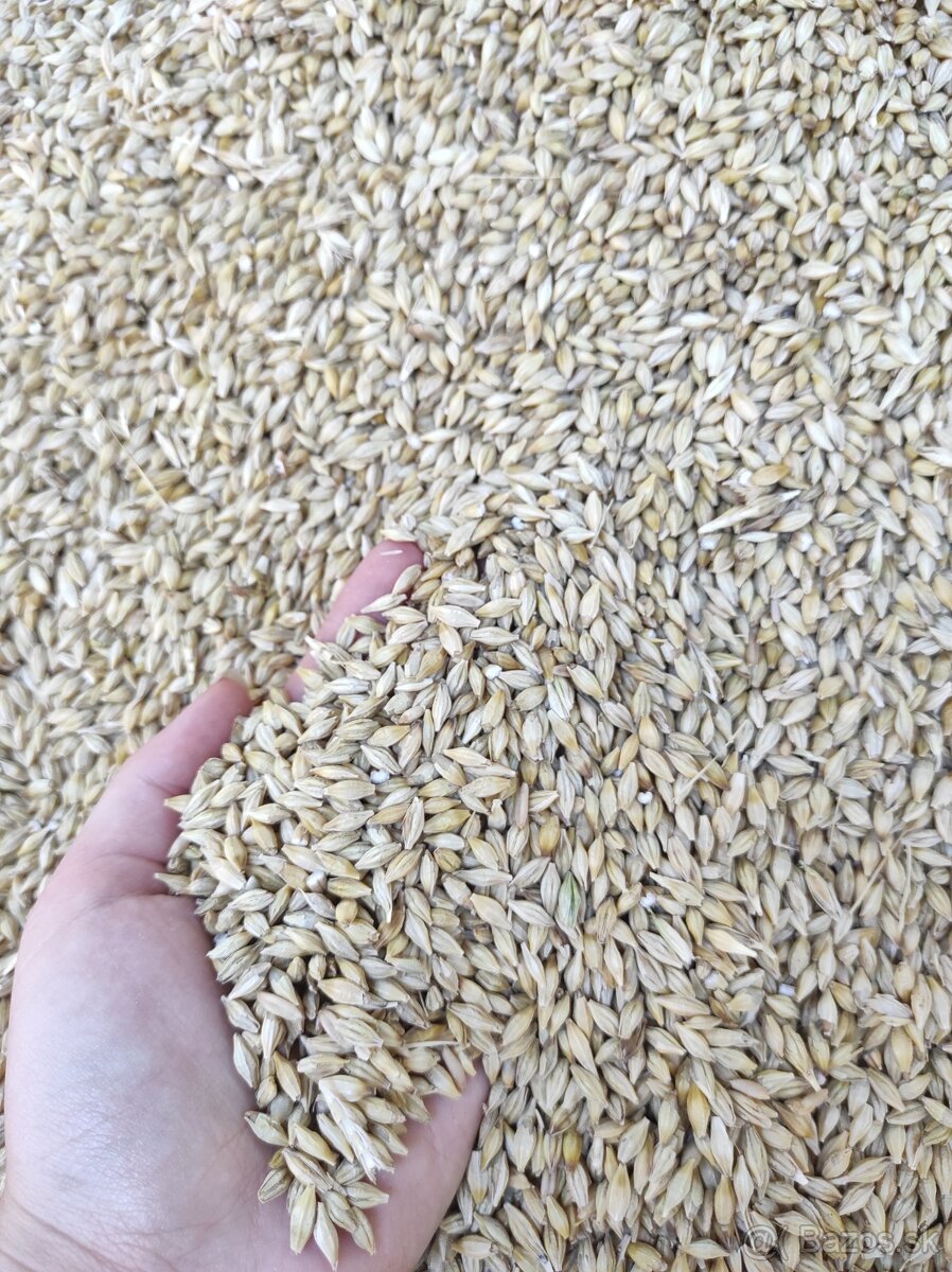 Pšenica, jačmeň - 4