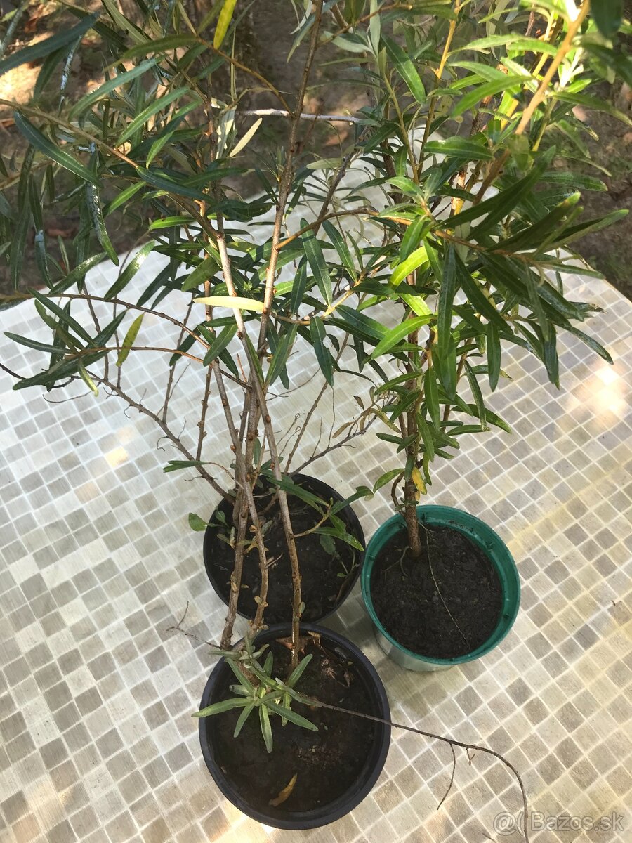 Predám RAKYTNÍK REŠETLIAKOVÝ, ker - 4