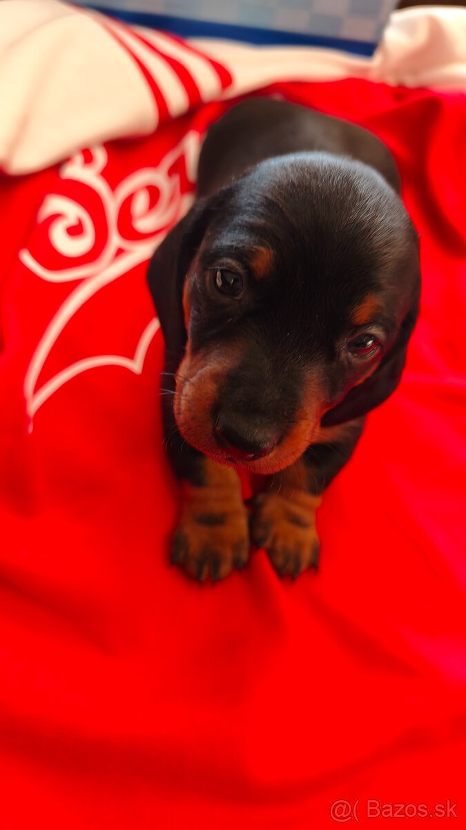 Jazvečík trpasličí - 4