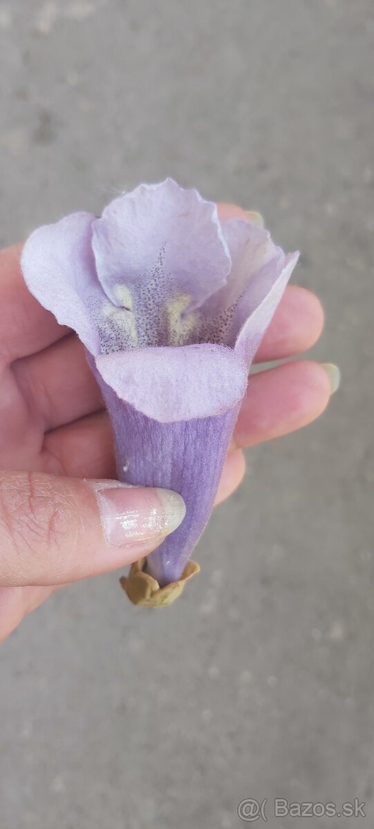 Paulownia - 4