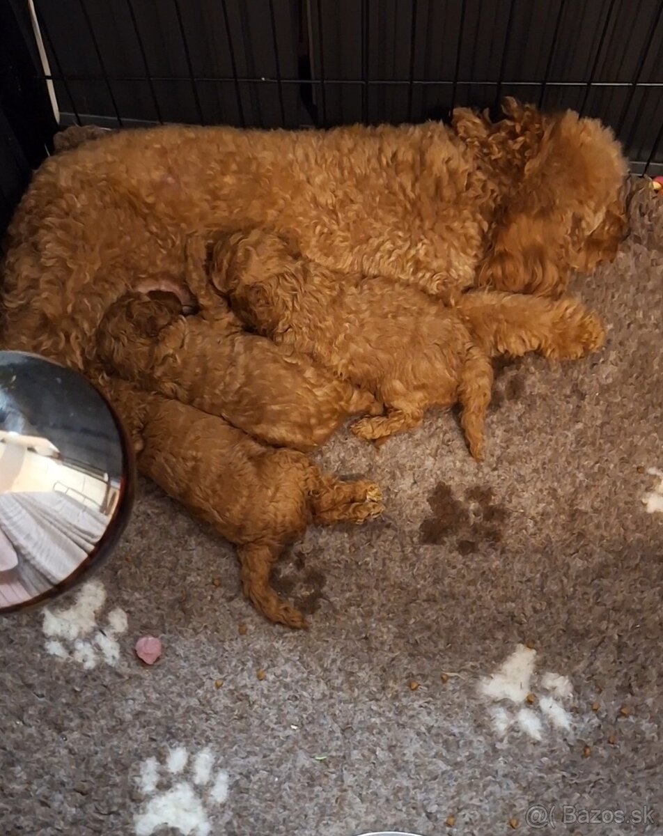 Pudlik pudel trpasličí-fenka - 4