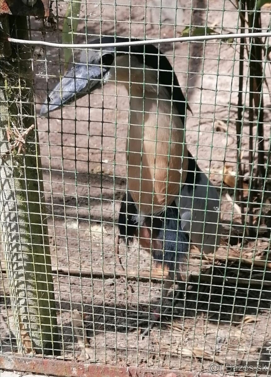 Volavka člnozobá-cochlearius cochlearius - 4