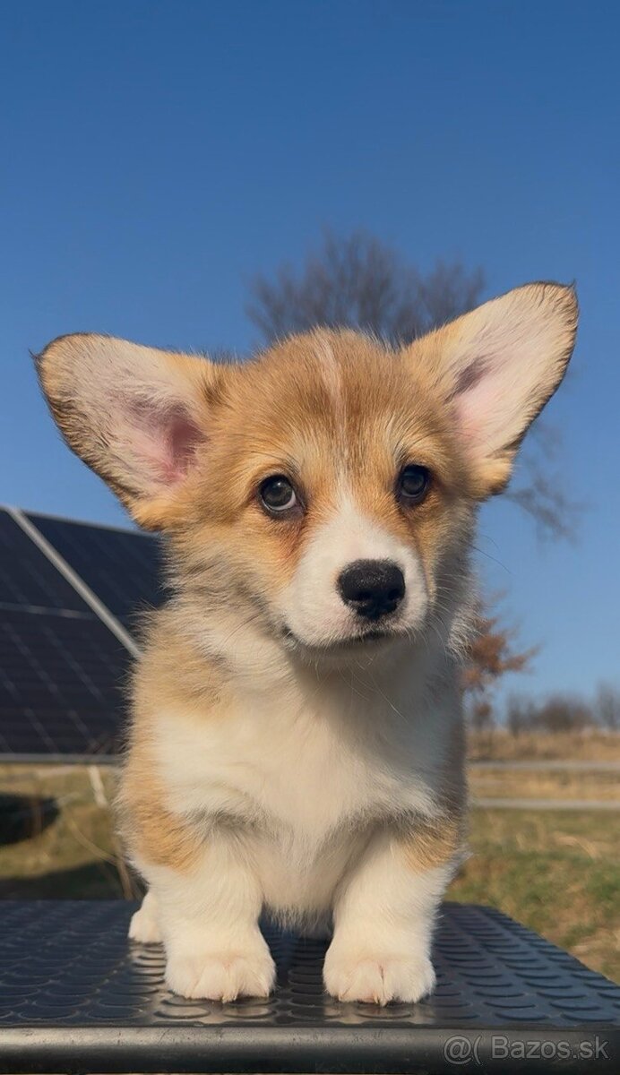 Na predaj šteňatá Welsh Corgi Pembroke - 4