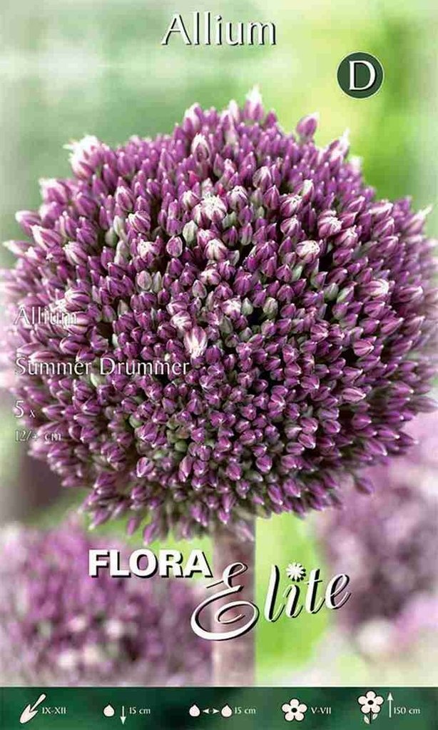 Cibuľky okrasných cesnakov - 4