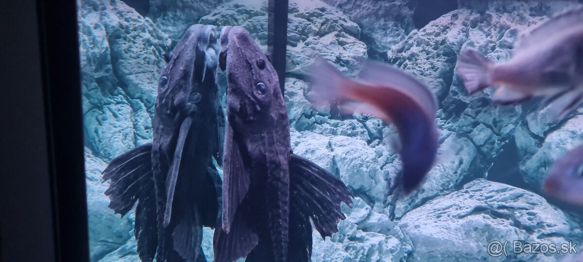 Pterygoplichthys Gibbiceps L165 - 4