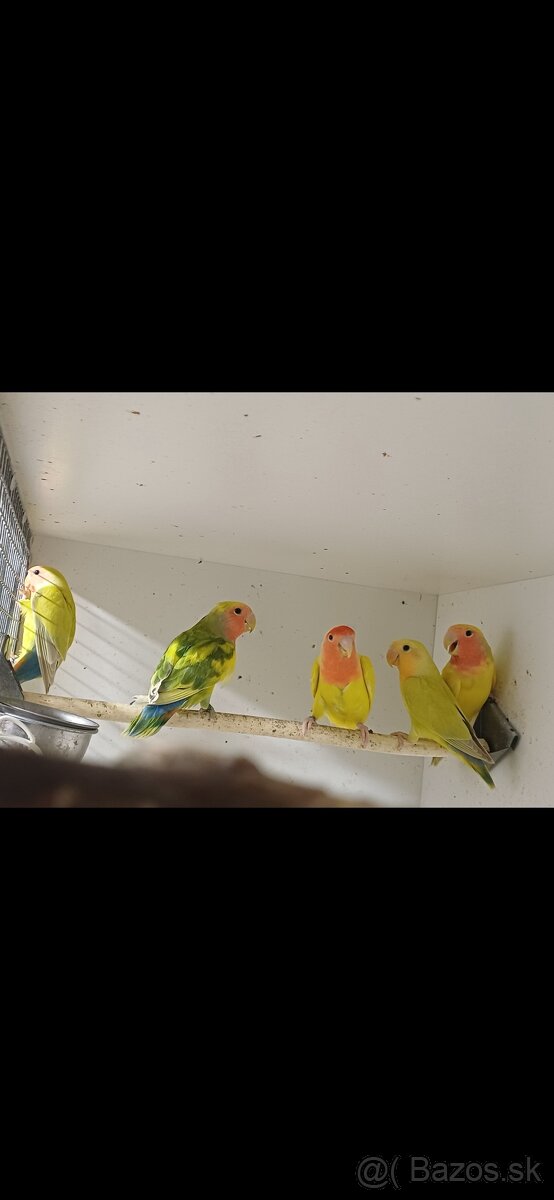 Agapornis ružovohrdlý - 4