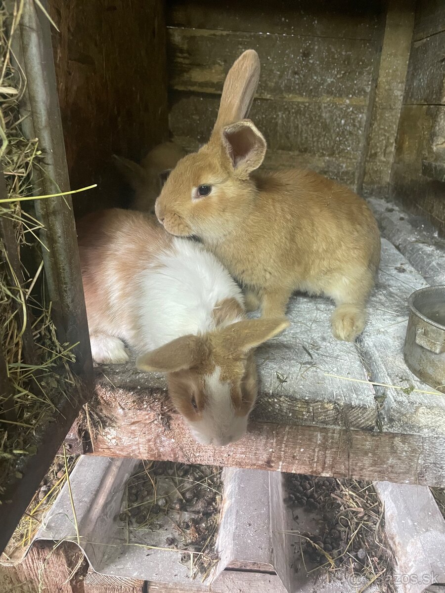 Šarišský obrovitý - 4