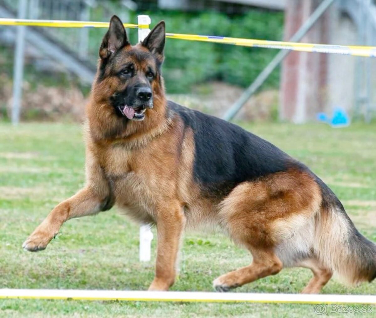 🐾 ŠTENIATKA NEMECKÉHO OVČIAKA S PP – 290 € 🐾 - 4