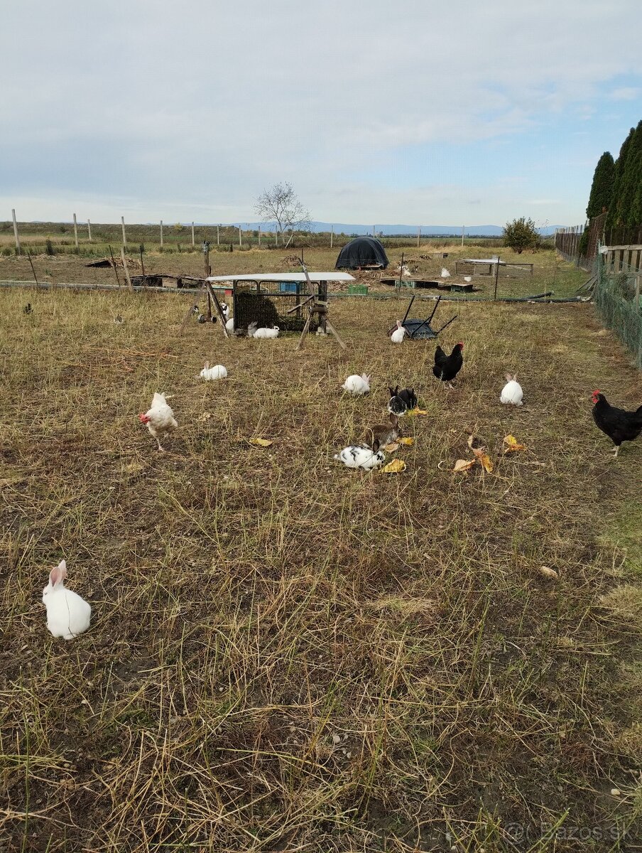 Predám králikov - 4