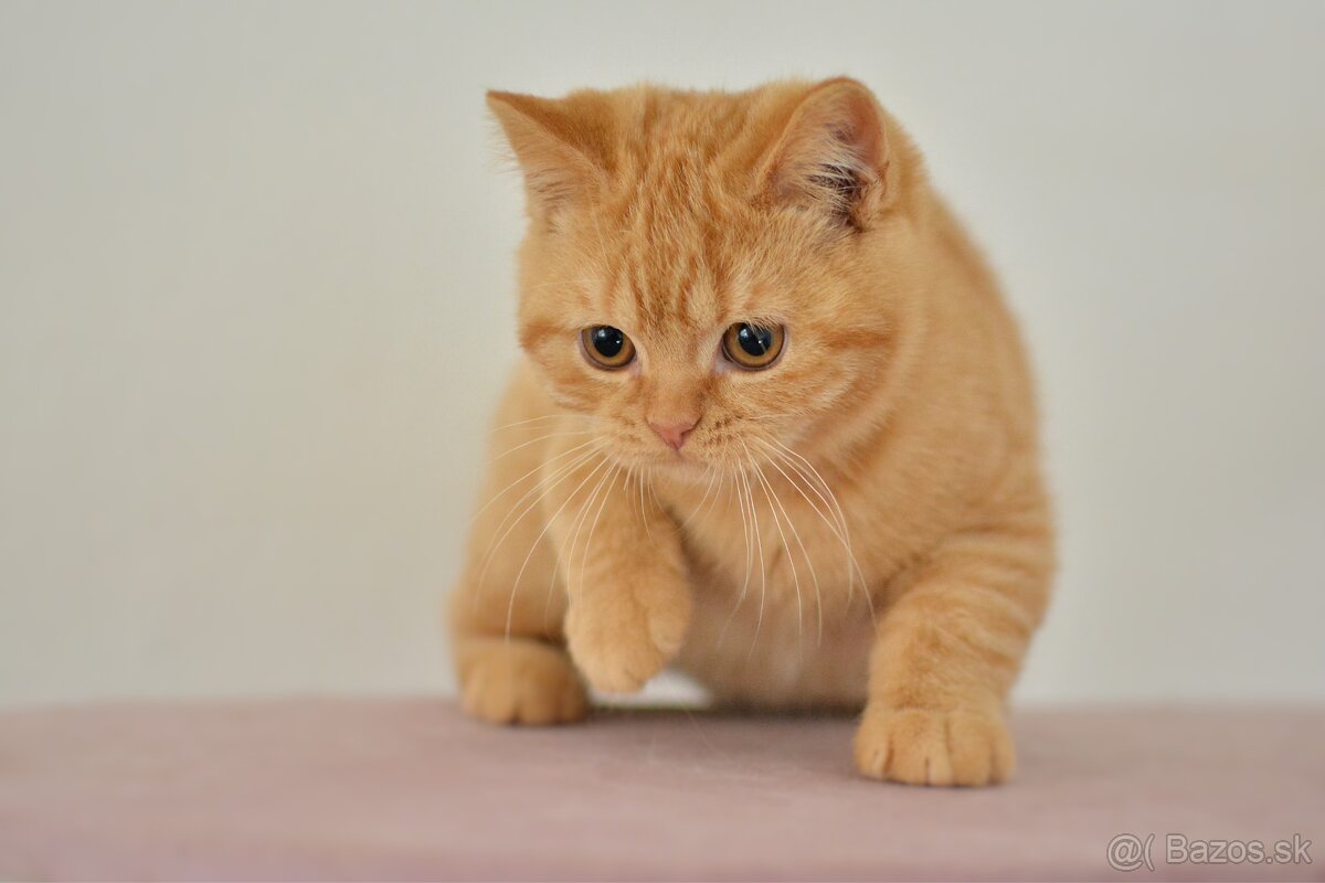 Britské mačiatka - 4