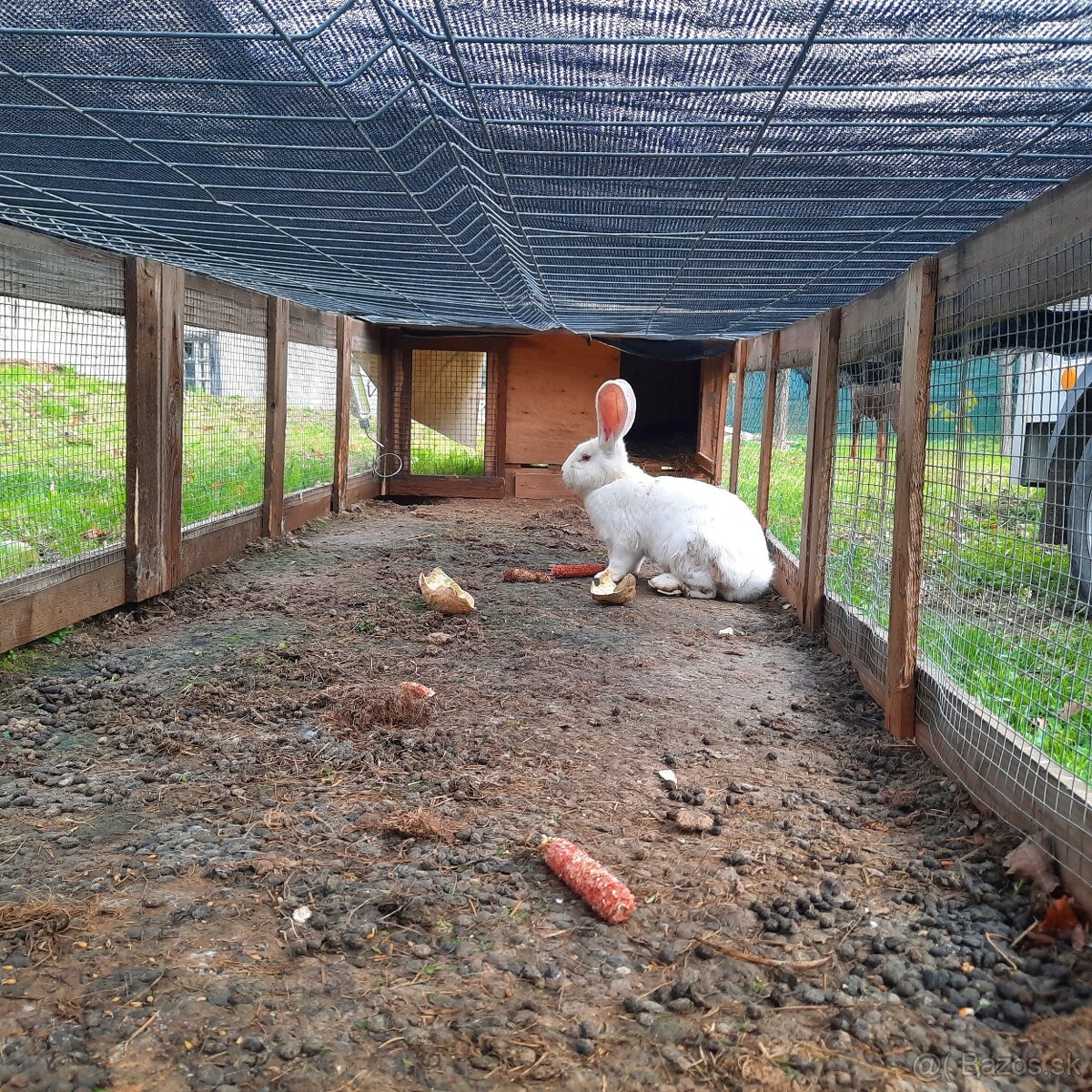 Králik Belgický obor biely - 4