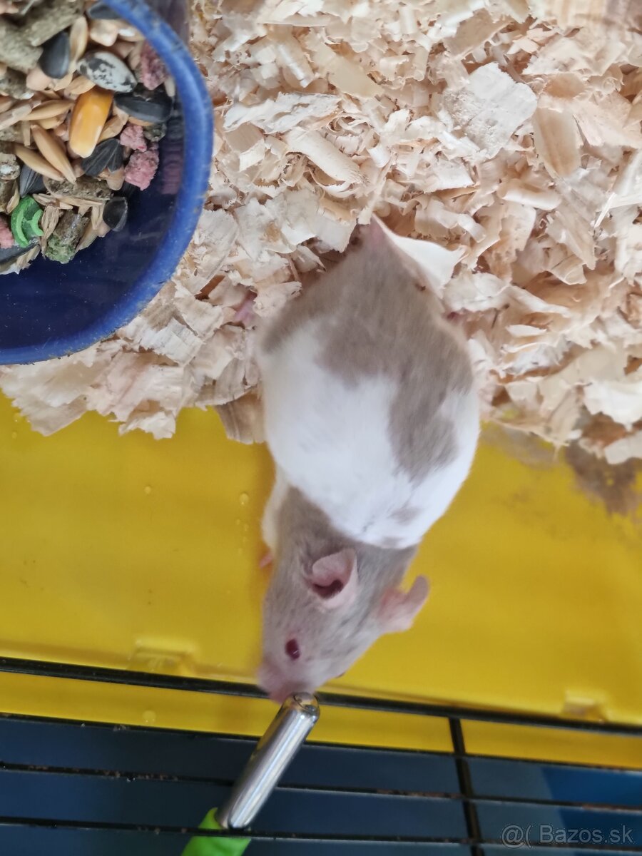 Škrečok sýrsky - 4