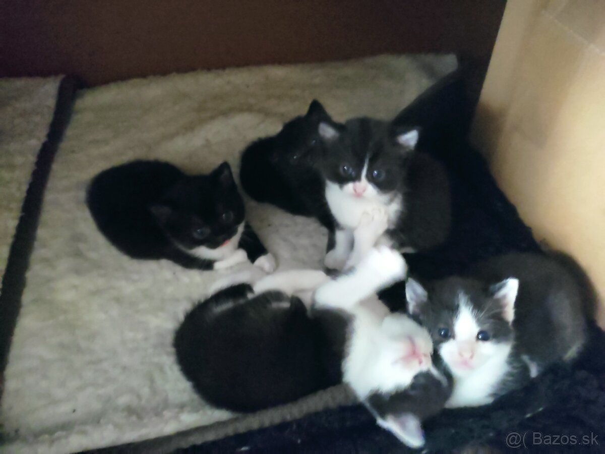 Polobritské mačiatka - 4