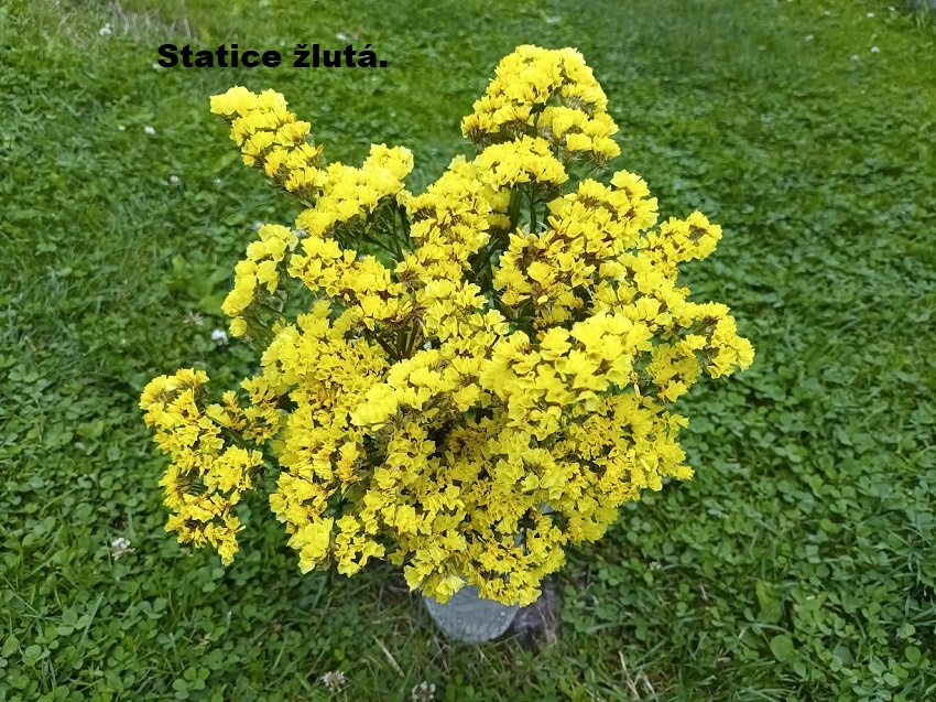 Sušené kvety - STATICE. - 4