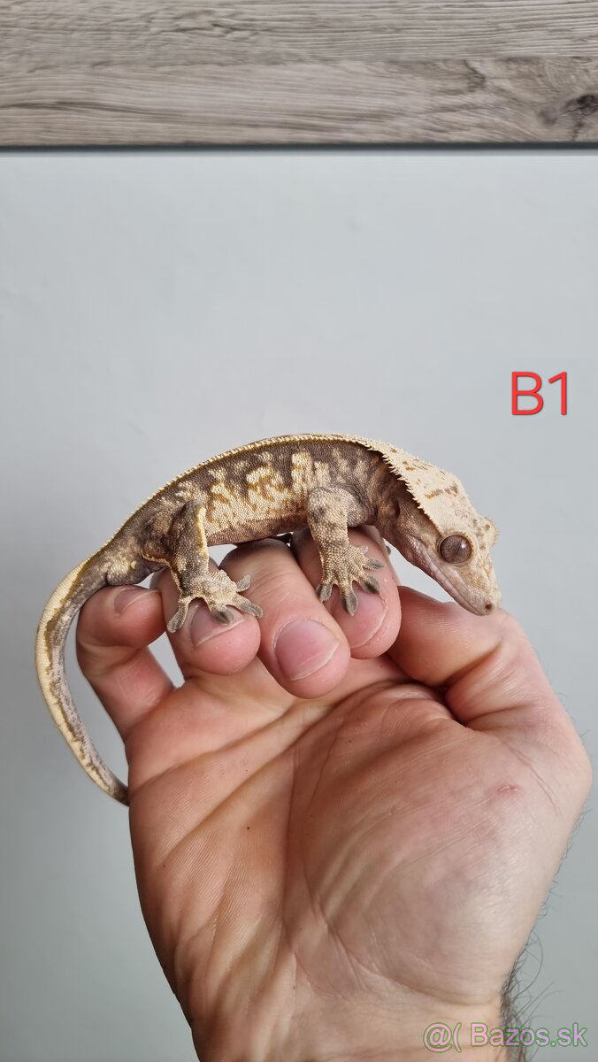 Pagekón riasnatý - 4