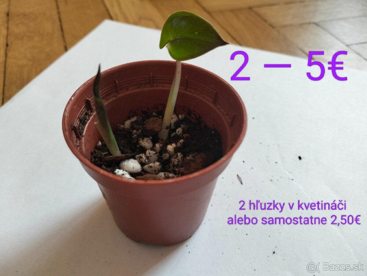 Alocasia Yucatan Princess mini - 4