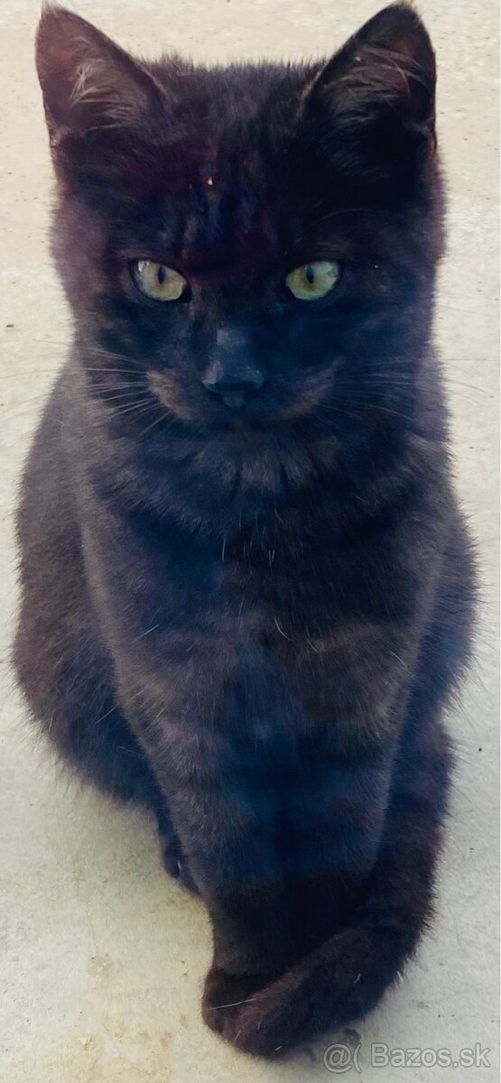 Darujeme mačiatka - 4