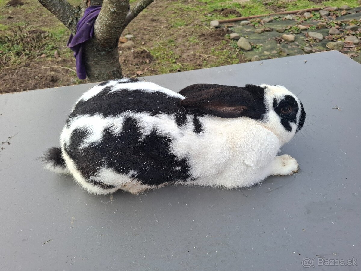 Predám Nemecky obrovitý strakáč samec - 4